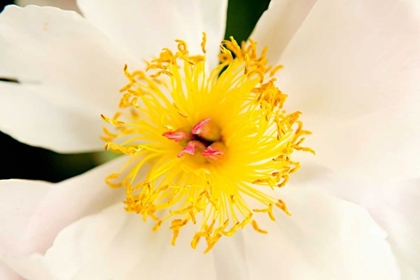 Picture of IN FULL BLOOM IV