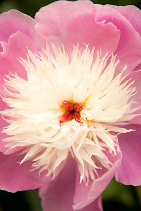 Picture of PINK AND WHITE PEONY I