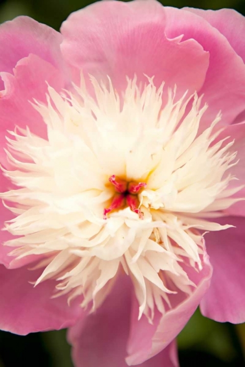 Picture of PINK AND WHITE PEONY I