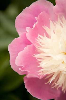 Picture of PINK AND WHITE PEONY II