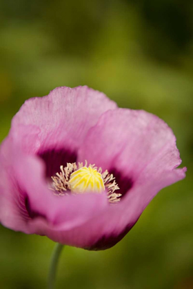 Picture of PURPLE POPPY I