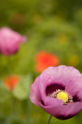 Picture of PURPLE POPPY II