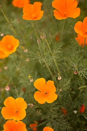 Picture of CALIFORNIA POPPIES I