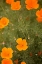 Picture of CALIFORNIA POPPIES I