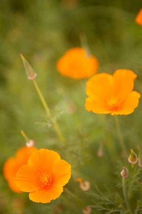 Picture of CALIFORNIA POPPIES II