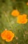 Picture of CALIFORNIA POPPIES II