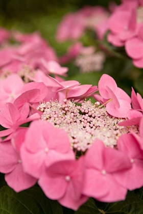 Picture of LACE HYDRANGEA I