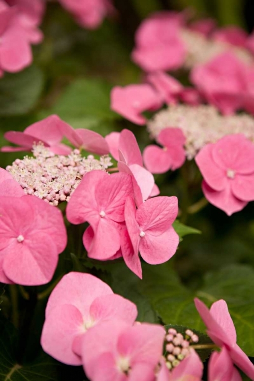 Picture of LACE HYDRANGEA II