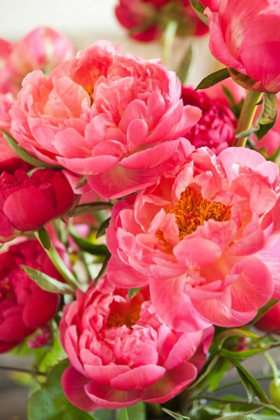 Picture of PEONIES II