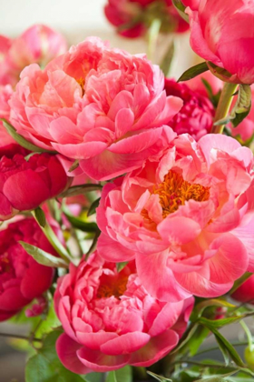 Picture of PEONIES II