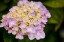 Picture of HYDRANGEAS I