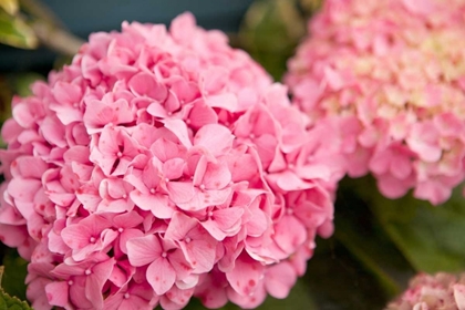 Picture of HYDRANGEAS II