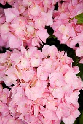 Picture of HYDRANGEAS III