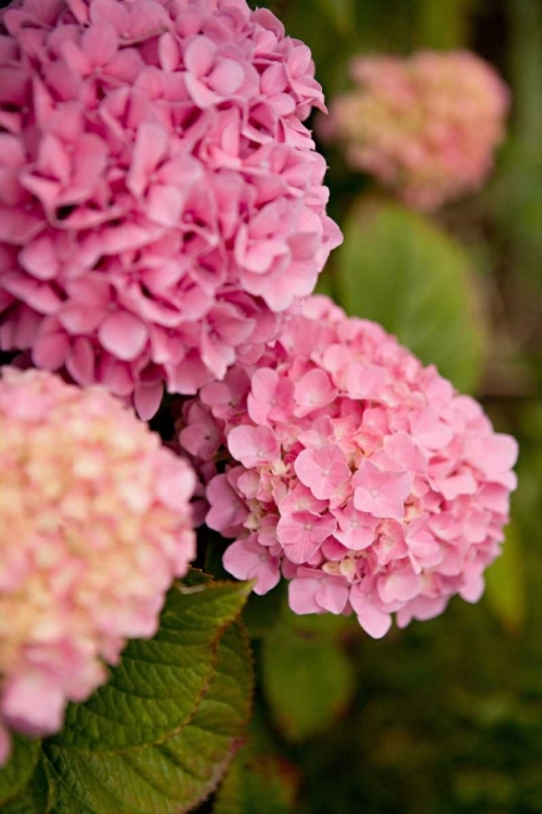 Picture of HYDRANGEAS V