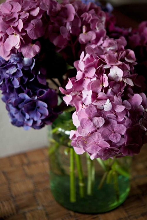 Picture of HYDRANGEAS VI