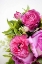 Picture of PINK AND LIME I