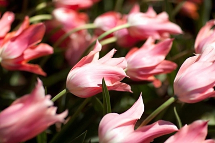Picture of LEANING TULIPS