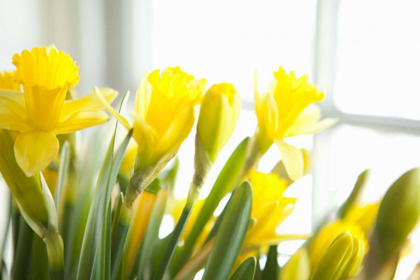 Picture of LEANING DAFFODILS
