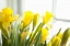 Picture of LEANING DAFFODILS