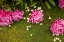Picture of GARDEN PEONIES I