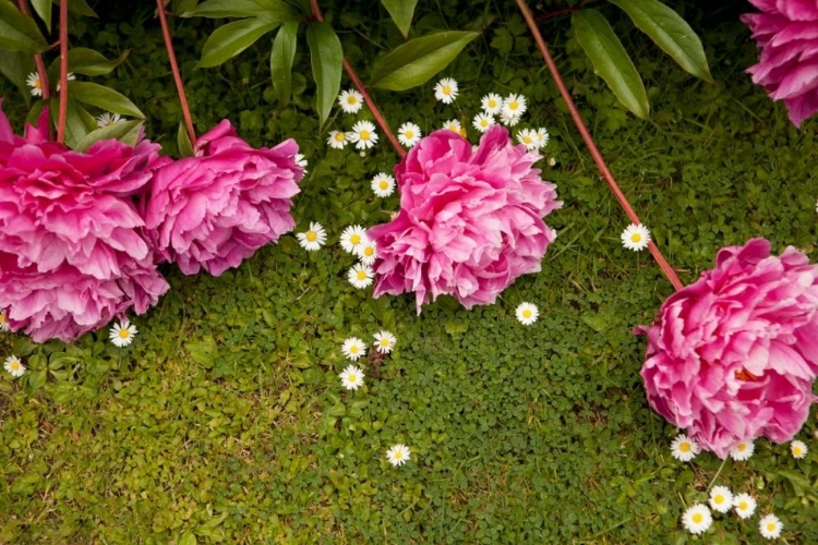 Picture of GARDEN PEONIES I