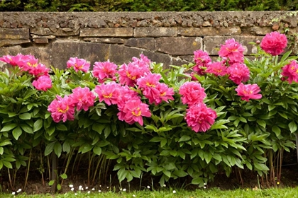 Picture of GARDEN PEONIES II