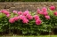 Picture of GARDEN PEONIES II
