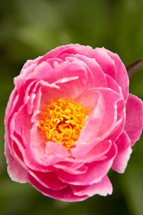 Picture of PINK PEONY II