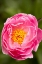 Picture of PINK PEONY II