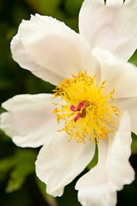 Picture of PEONY JAPONICA I