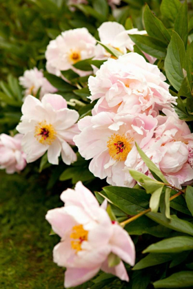 Picture of PEONY JAPONICA II