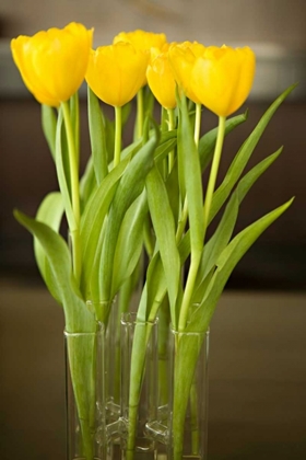 Picture of YELLOW TULIPS