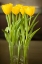 Picture of YELLOW TULIPS