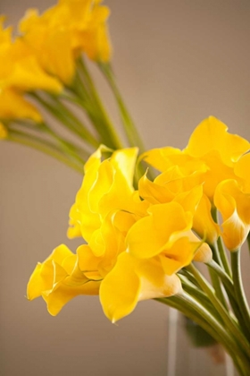 Picture of YELLOW CALLA LILIES