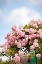 Picture of SPRING BLOSSOMS I