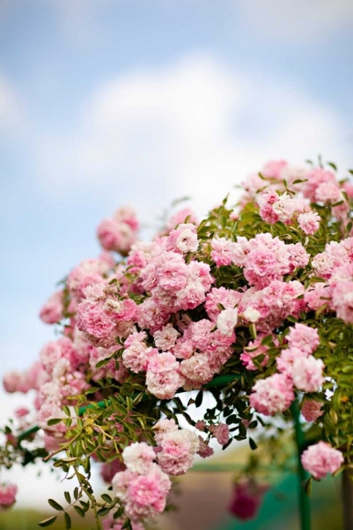 Picture of SPRING BLOSSOMS I