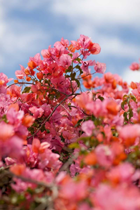 Picture of SPRING BLOSSOMS II