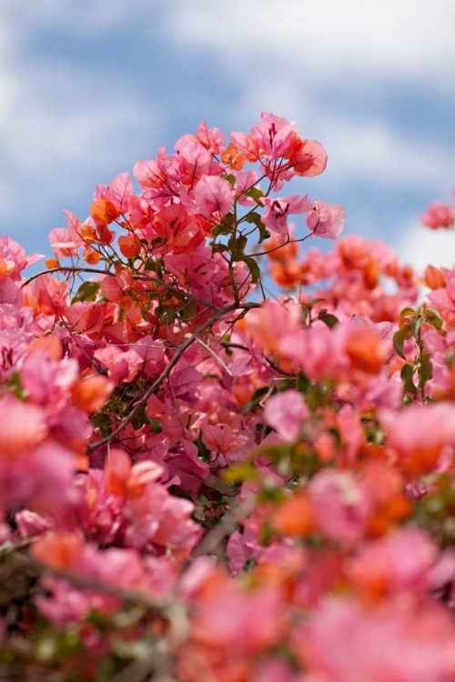 Picture of SPRING BLOSSOMS II