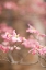 Picture of SPRING BLOSSOMS III