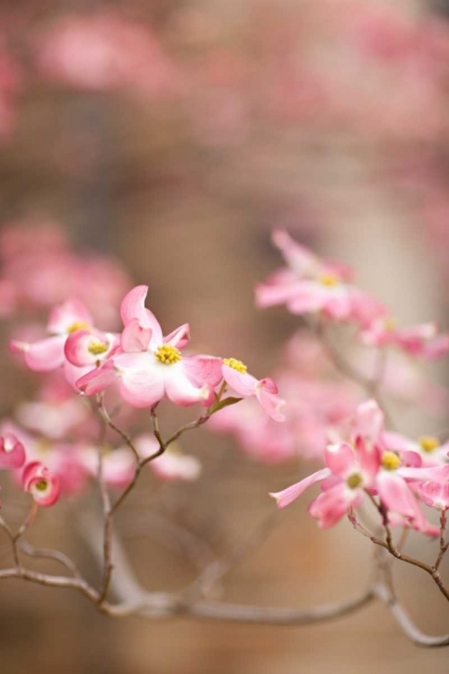 Picture of SPRING BLOSSOMS III