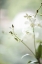 Picture of WHITE ORCHID II