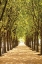 Picture of FOLLOW THE PATH I