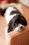 Picture of A DOGS LIFE V