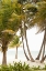 Picture of TROPICAL OASIS II