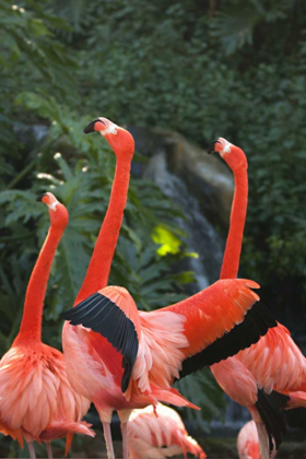 Picture of FLAMINGOS I