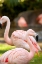 Picture of FLAMINGOS II