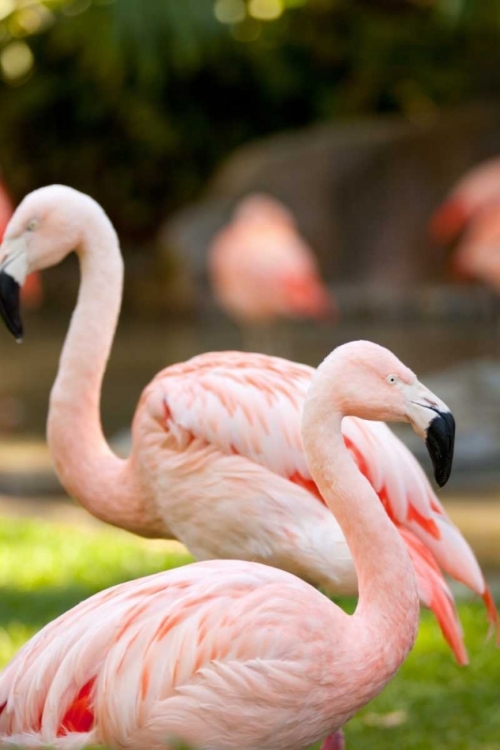 Picture of FLAMINGOS II