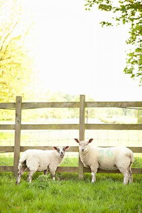 Picture of PASTURE SHEEP I