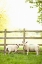 Picture of PASTURE SHEEP I