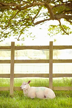 Picture of PASTURE SHEEP II